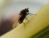 Calliopum sp.